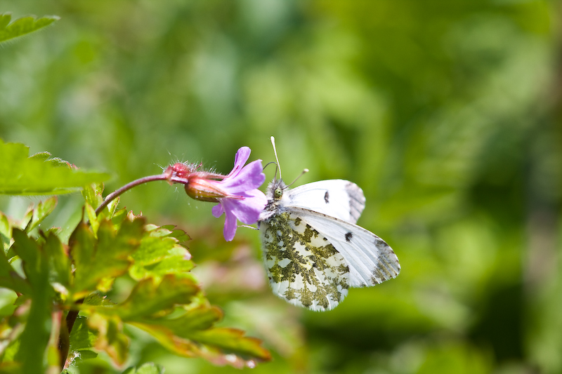 IMG_7919.jpg - famille pieride, le marbré de Freyer (Euchloe Simphonia)