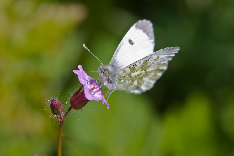 IMG_7925.jpg - famille pieride, le marbré de Freyer (Euchloe Simphonia)
