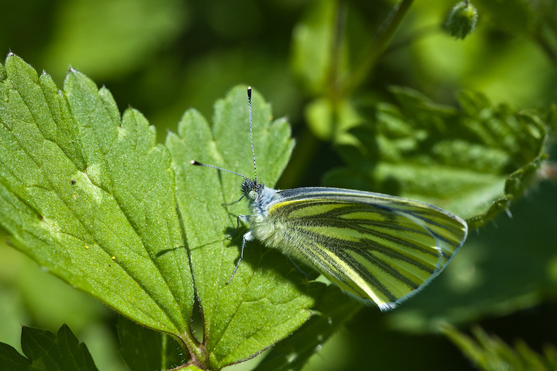 IMG_7980.jpg - un pieride du navet (famille Pieridae -pieris napi)