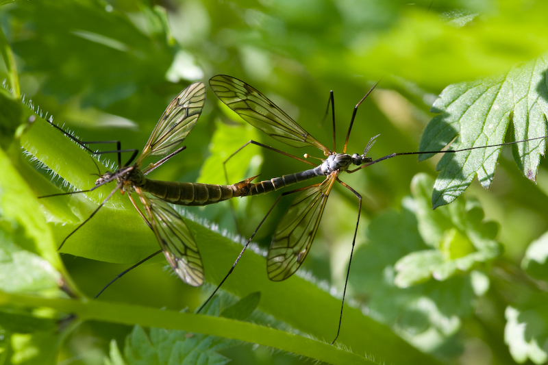 IMG_7994.jpg - Tipules collés :)