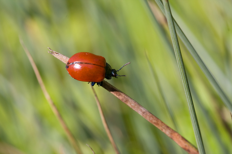 IMG_7996.jpg - (Chrysomela populi) chrysomele du peuplier