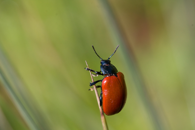 IMG_8013.jpg - (Chrysomela populi) chrysomele du peuplier
