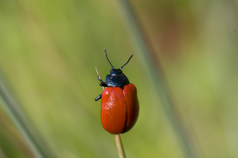 IMG_8016.jpg - (Chrysomela populi) chrysomele du peuplier