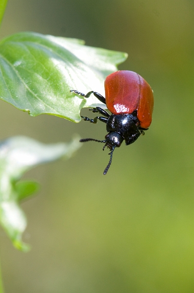 IMG_8026.jpg - (Chrysomela populi) chrysomele du peuplier
