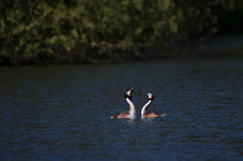 IMG_8055.jpg - Grèbes huppées