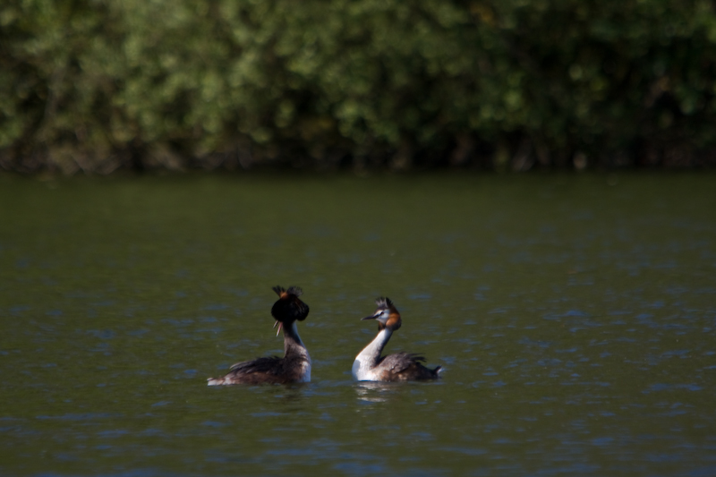 IMG_8060.jpg - Grèbes huppées
