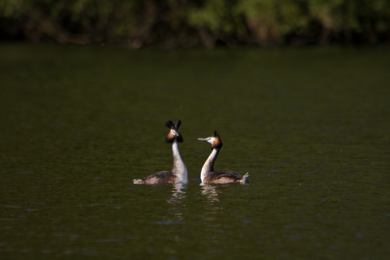 IMG_8068.jpg - Grèbes huppées