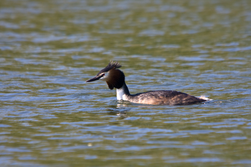 IMG_8140.jpg - Grèbes huppées
