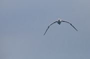 IMG_0079
