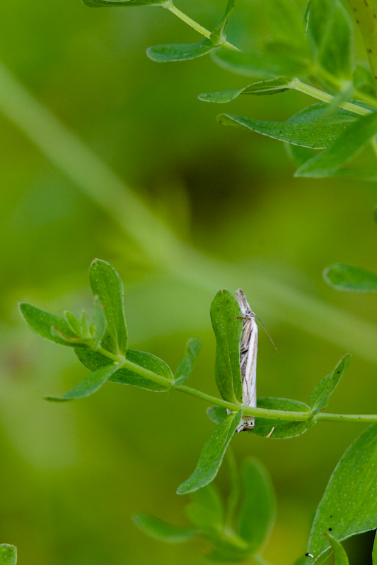 IMG_7179.jpg - Crambidae