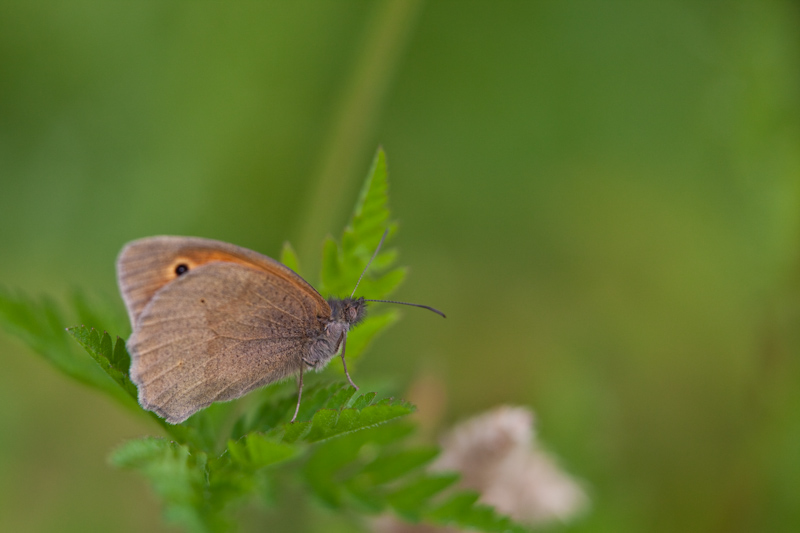 IMG_7239.jpg - Misis ( hyponephele Lycaon)