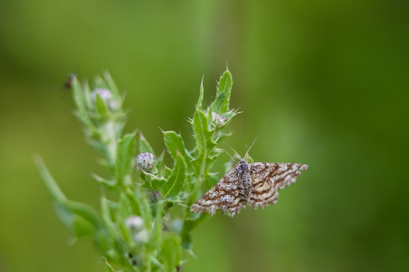 IMG_7257.jpg - Noctuelle ?