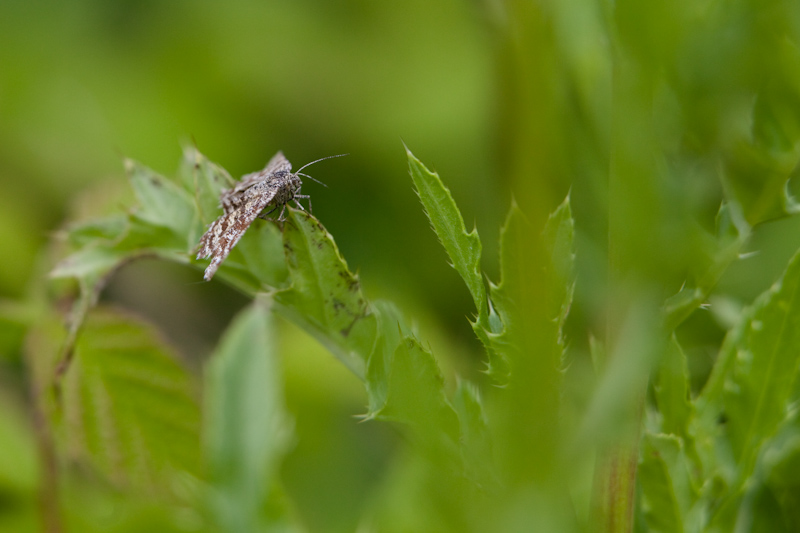 IMG_7264.jpg - Noctuelle ?.