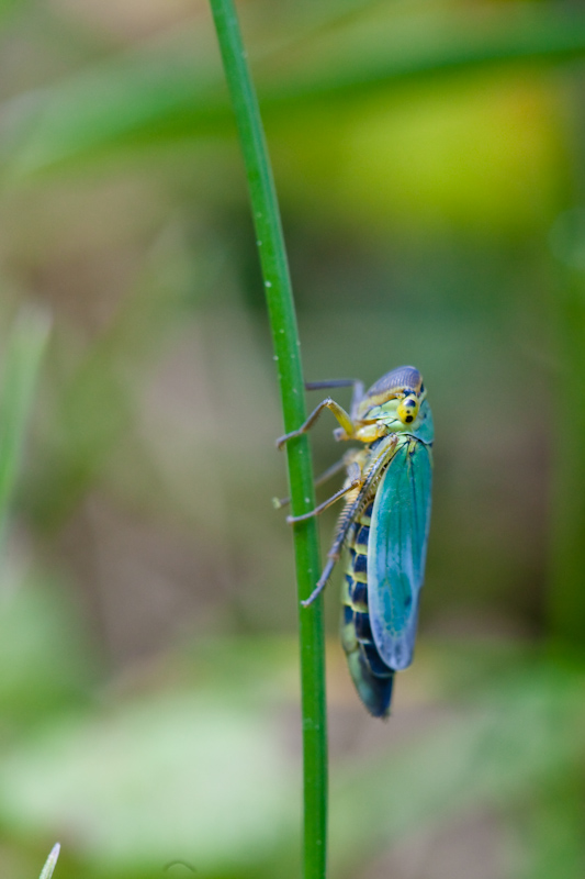 IMG_7410.jpg - Cicadelle Bleue