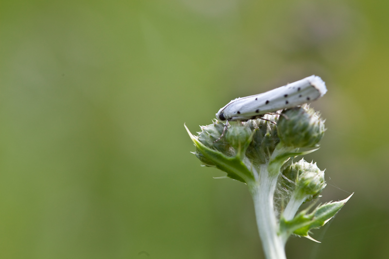 IMG_7558.jpg - Myelois circumvoluta