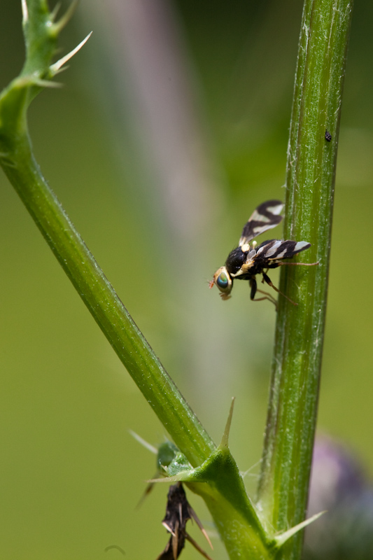 IMG_7596.jpg - Urophora cardui, Tephritidae