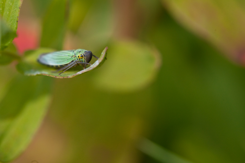 IMG_7702.jpg - Cicadelle Bleue