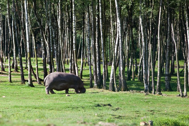 IMG_1059.jpg - dans la zone safari un hippo cherchant de la nourriture !
