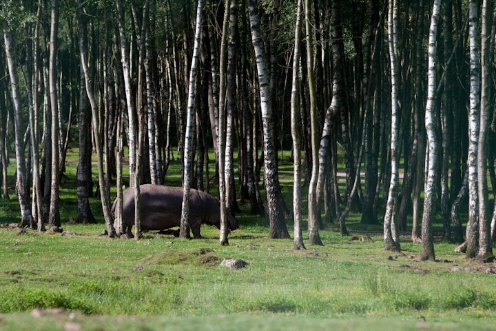 IMG_1062.jpg - dans la zone safari un hippo cherchant de la nourriture !