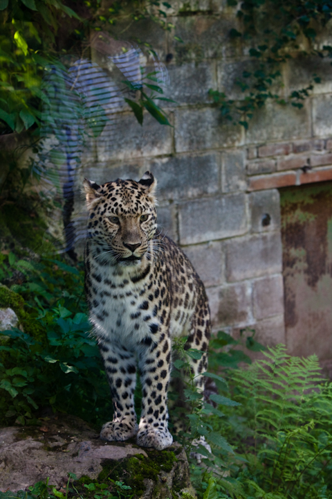 IMG_1102.jpg - panthere