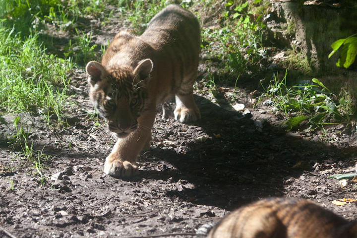 IMG_1110.jpg - Tigrou