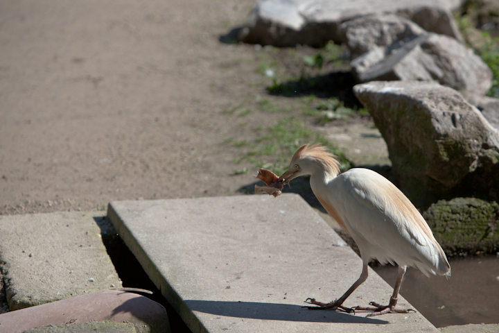 IMG_1186.jpg - Héron garde boeuf
