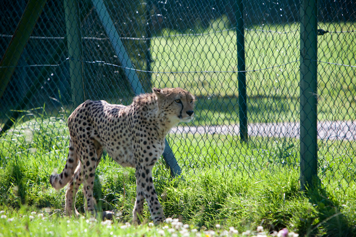 IMG_1219.jpg - Léopard