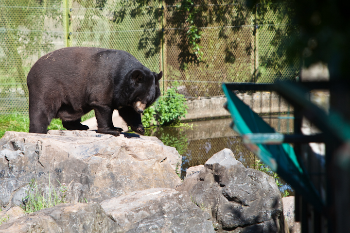 IMG_1293.jpg - noir .... oui ce n'est pas une blague brun, blanc noir :)