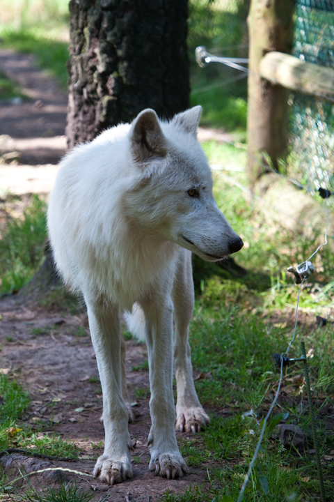 IMG_1313.jpg - Loup blanc