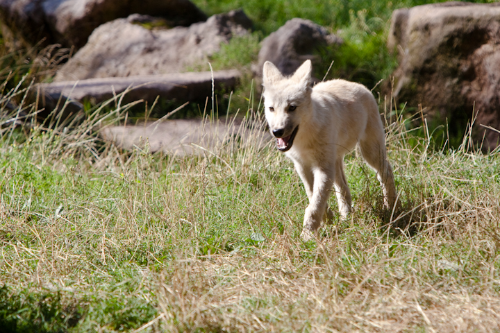 IMG_1324.jpg - Petit du loup blanc