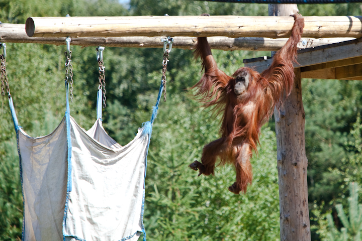 IMG_1332.jpg - Oran outang