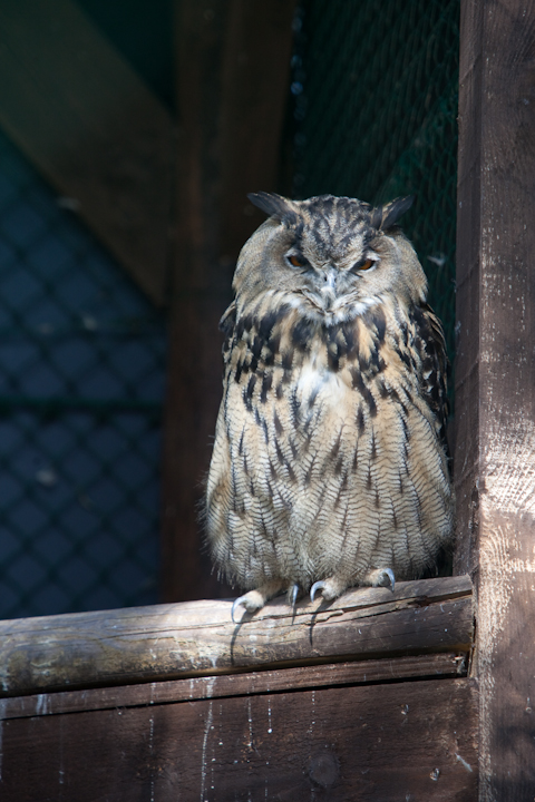 IMG_1336.jpg - grand duc