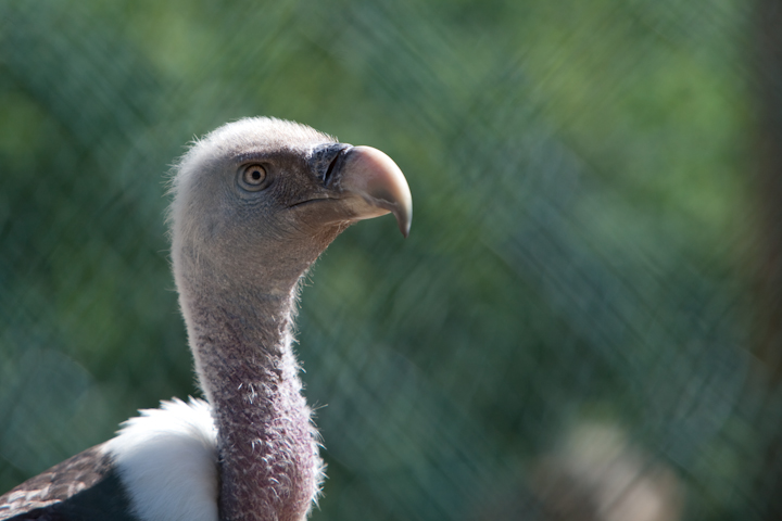 IMG_1348.jpg - Vautour de Rüppel