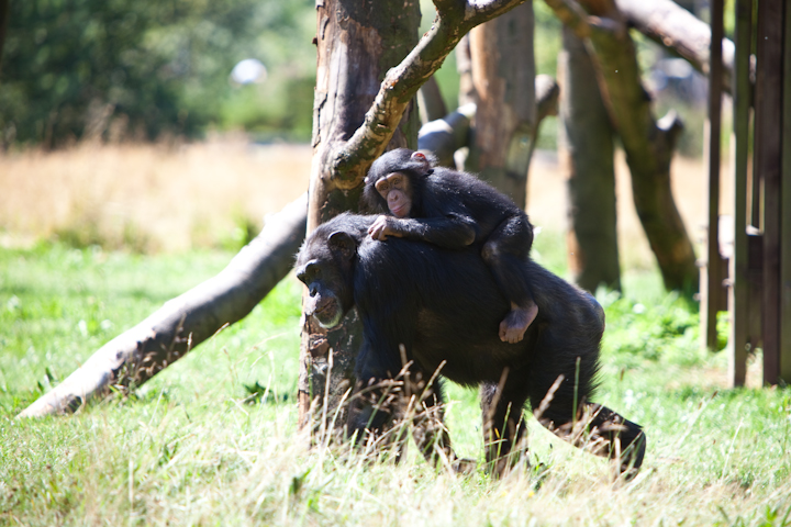 IMG_1386.jpg - macaques
