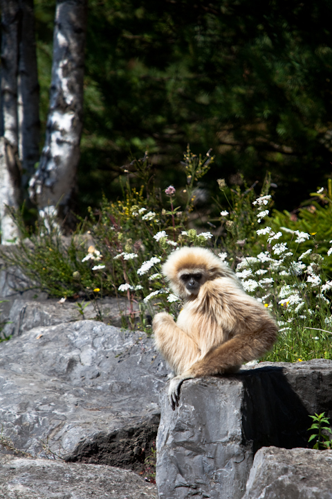 IMG_1439.jpg - Gibbon