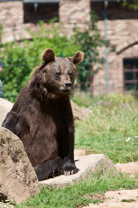 IMG_1457.jpg - Ours brun