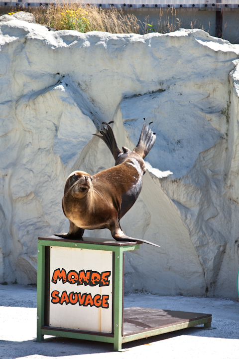 IMG_1472.jpg - otarie