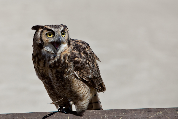 IMG_1665.jpg - grand duc