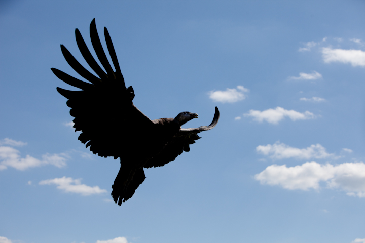 IMG_1768.jpg - contre jour :)