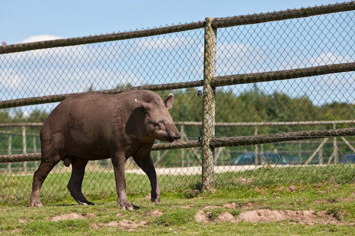 IMG_1949.jpg - tapir