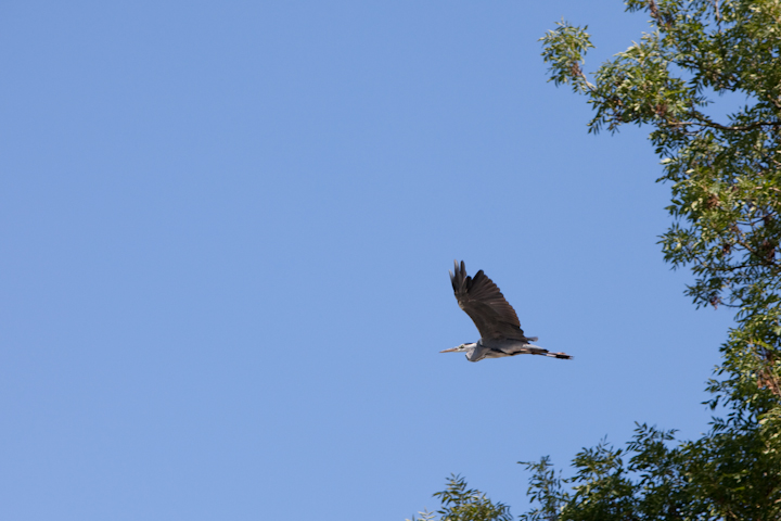 IMG_1983.jpg - héron cendré au dessus des pélicans frisés à la sortie
