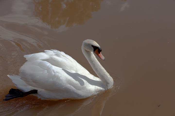 IMG_1999.jpg - cygne