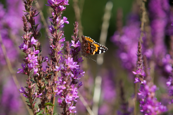 IMG_2009.jpg - encore une belle dame (sont toujours légion)