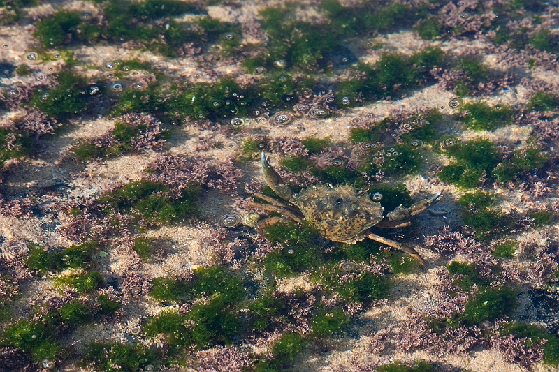 IMG_5633.jpg - (monte clerigo, algarve) plage