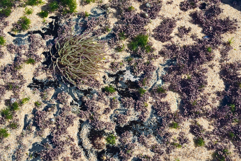 IMG_6438.jpg - praia monte clerigo