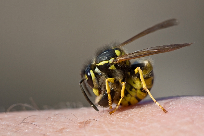 IMG_1999.jpg - un prédateur, après avoir décapité la tête d'une abeille. utilisant son abdomen pour manger plus facilement.