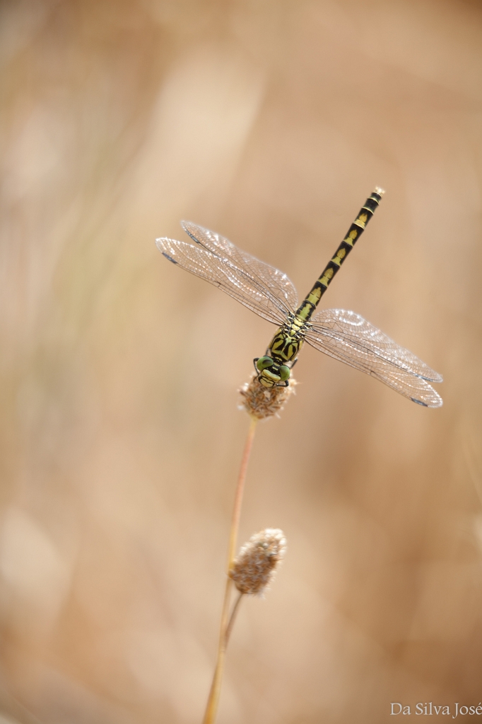 IMG_7019.jpg - gomphus (odonate)