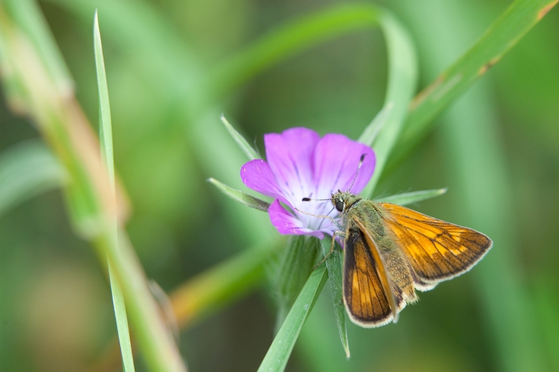 IMG_3250.jpg - sylvaine