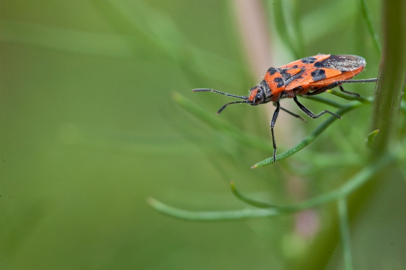 IMG_3265.jpg - punaise hétéroptère