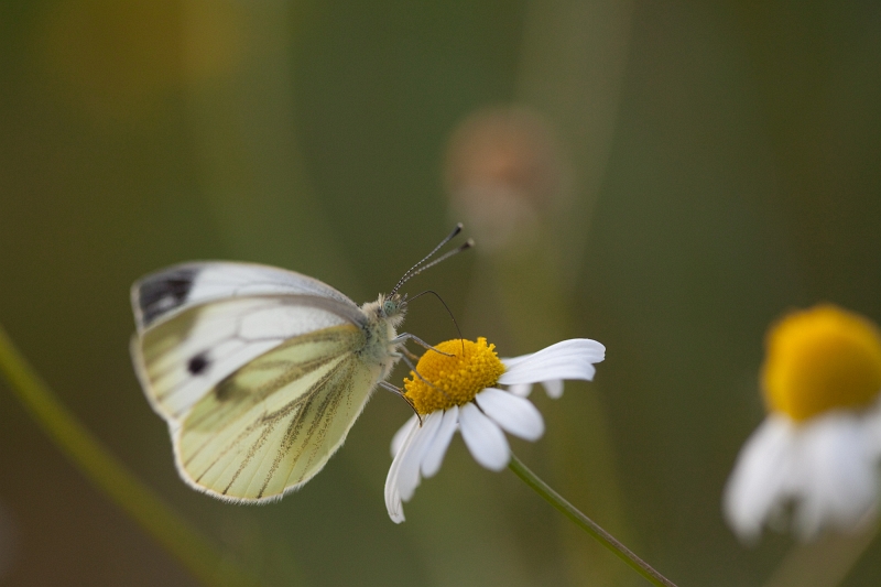 IMG_3271.jpg - pieride